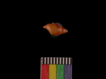 L_V22d5940 A1q974.4 T924 dM sh f113.JPG